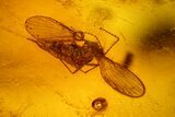 Two Fossil Flies (Diptera) In Baltic Amber #128348-2